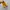 CONVERSE 70S SUNFLOWER photo 4
