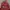 Goth Hat Pria red photo 4