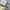 Anting 