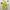 Y2K Coquette Shirt Wanita Yellow