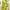 Y2K Coquette Shirt Wanita Yellow