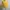Casual Cardigan Wanita yellow photo 1