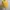 Casual Cardigan Wanita Yellow