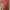 Dress Cheongsam