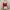 Vampy Sheer Tie-Front Crop Cardigan in Red Wine Red photo 2