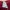 Vampy Sheer Tie-Front Crop Cardigan in Red Wine Red photo 6