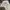 Lyle & Scott Casual Short Pria cream photo 4