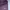 Adidas Sportswear Legging Wanita Purple