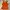 Tweety Looney Tunes Double-layered Orange Camisole