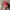 Vintage cherry street rope hat red photo 4