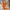 Orange halter neck backless top photo 1