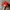 Vintage hat make festival grape again red photo 4