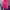 Rok Pink