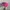 y2k Patrol Cap Pink Fleur photo 4