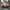 Adidas Handball Spezial Wonder Mauve Off White Gum photo 5