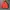 Tracksuit Pria orange photo 3
