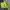 Nepa jaket tapped , the nort face, dickies,salomon, mountbel photo 2