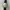 Seiko Vintage Casual Pria gold silver photo 1