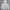 Massimo Dutti Luxury Casual Windbreaker Pria Cream
