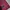Biker Casual Parka Pria burgundy photo 6