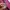 Biker Casual Parka Pria burgundy photo 8