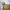 Gorpcore Sportswear Parka Pria tan khaki photo 2