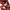 Sorridere red plaid black lace grunge pink pantheress coded  photo 7