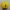 ELLE Sportswear Hat Wanita yellow photo 3