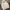 Hoodie kangol photo 5