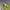 Photograph Printed Green Mesh Midi Skirt (28) photo 6
