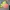 Sportswear Jersey Pria yellow photo 3