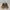 Tods Nubuck Low Top Brown photo 2