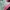 Puma Streetwear Sneakers Pria green pink photo 3