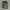 Polo Ralph Lauren Luxury Casual Polo shirt Pria green tan photo 1