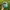 Vintage Hat Pria green white photo 1
