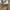 Dickies Casual Casual pants Pria khaki photo 6