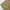 Dickies Casual Casual pants Pria khaki photo 7