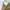 Dickies Casual Casual pants Pria khaki photo 1