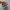 Nike sb dunk low sup barkroot brown photo 4