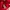 Tommy Hilfiger Crimson Red Polo Shirt Casual photo 5