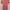 Atasan Peach Coquette / Blouse Peach Soft Girl