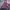 COMPAGNO Crewneck Washed Pink Cheesy Bunny photo 1