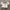 Crop Top Cream Lovet photo 1