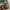 Converse Chuck 70 Low x Carhartt WIP green camo photo 3