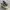 Converse Chuck 70 Low x Carhartt WIP green camo photo 1