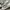 Converse Taylor Chuck Shoreline Warna Putih photo 1