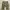 Momotaro Pants shorts camo photo 2