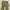 Momotaro Pants shorts camo photo 1