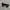 Oakley Frogskin Sunglasses