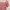 Fairy Coquette Midi dress Wanita pink photo 1
